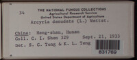 Arcyria denudata image